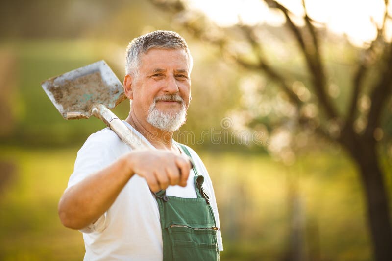 Portrait d'un homme supérieur bel faisant du jardinage dans son jardin, images stock Portrait d'un homme supérieur bel faisant du jardinage dans son jardin, images stock