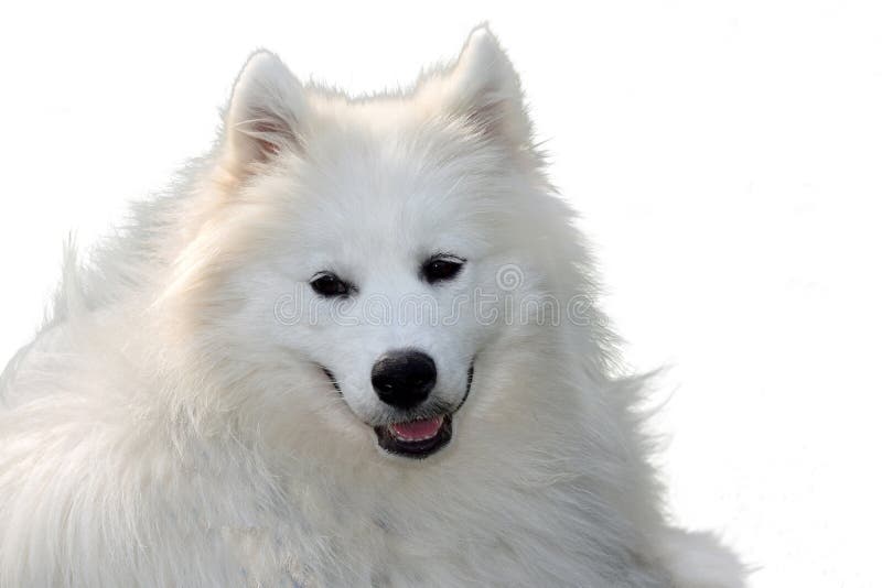 Portrait d'un jeune chien de samoyed images libres de droits Portrait d'un jeune chien de samoyed images libres de droits