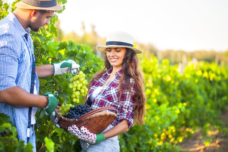 Portrait d'un jeune couple heureux dans le vignoble images stock Portrait d'un jeune couple heureux dans le vignoble images stock
