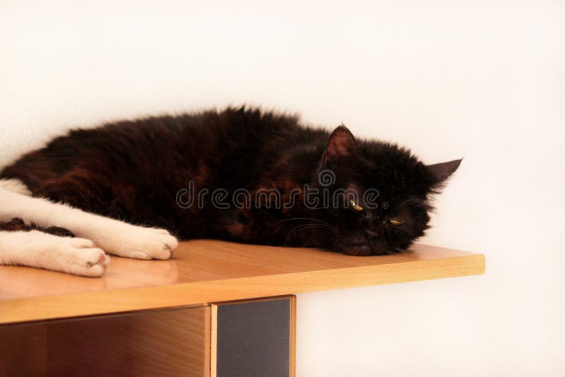 Portrait D Un Joli Chaton Noir Se Reposer Et Dormir Dans La Chambre D Appartement Chere Chatte Douce Chatte A La Maison Dans Une Image Stock Image Du Chambre Dormir Portrait D Un Joli Chaton Noir Se Reposer Et Dormir Dans La Chambre D Appartement Chere Chatte Douce Chatte A La Maison Dans Une Image Stock Image Du Chambre Dormir