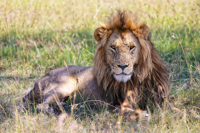 Portrait d'un lion merveilleux au masai Mara image libre de droits Portrait d'un lion merveilleux au masai Mara image libre de droits