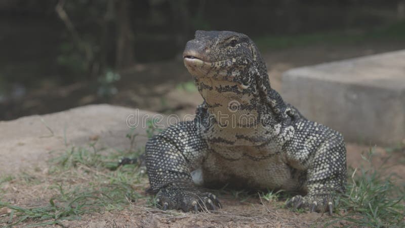 Portrait d'un magnifique géant asiatique de l'eau de surveillance lézard Striped lézard kabaragoya latin. Salvateur Varanus clips vidéos