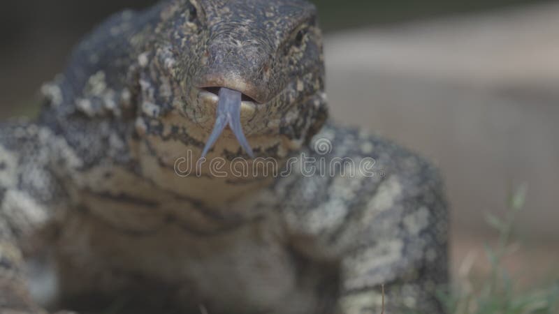 Portrait d'un magnifique géant asiatique de l'eau de surveillance lézard Striped lézard kabaragoya latin. Salvateur Varanus banque de vidéos