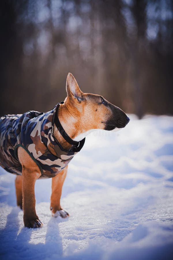 Portrait of a cute ginger bull terrier puppy dressed in a military coloring jumpsuit on a snowy sunny winter day in the park. Walking with a pet. Portrait of a cute ginger bull terrier puppy dressed in a military coloring jumpsuit on a snowy sunny winter day in the park. Walking with a pet