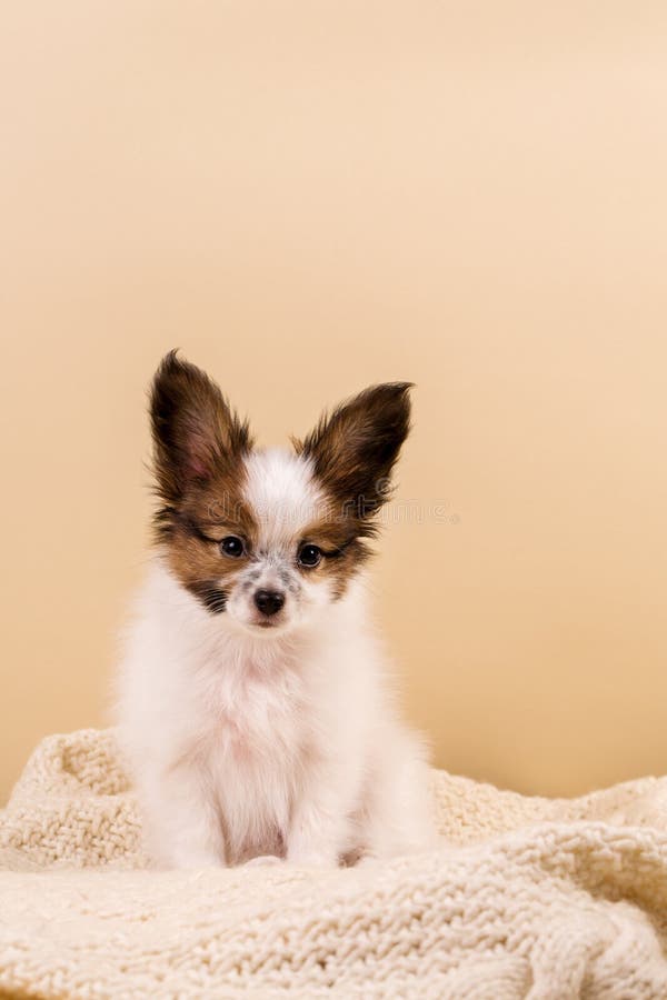 One puppy on a knitted sweater on a beige background. One puppy on a knitted sweater on a beige background