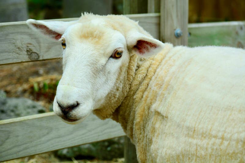 Portrait D Un Mouton Apres Coupe De Cheveux L Animal Qui A Ete Mis En Bouteille Comme Un Bebe Qui N A Pas Peur Des Gens Et A Ete Image Stock Image Du Paturage