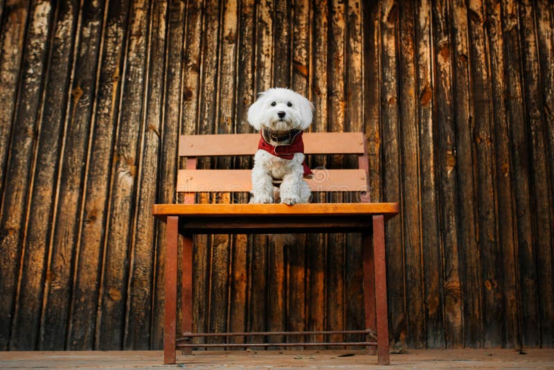 Portrait d'un mélange maltais pelucheux sur un banc sur un fond en bois Portrait d'un chien blanc image libre de droits Portrait d'un mélange maltais pelucheux sur un banc sur un fond en bois Portrait d'un chien blanc image libre de droits