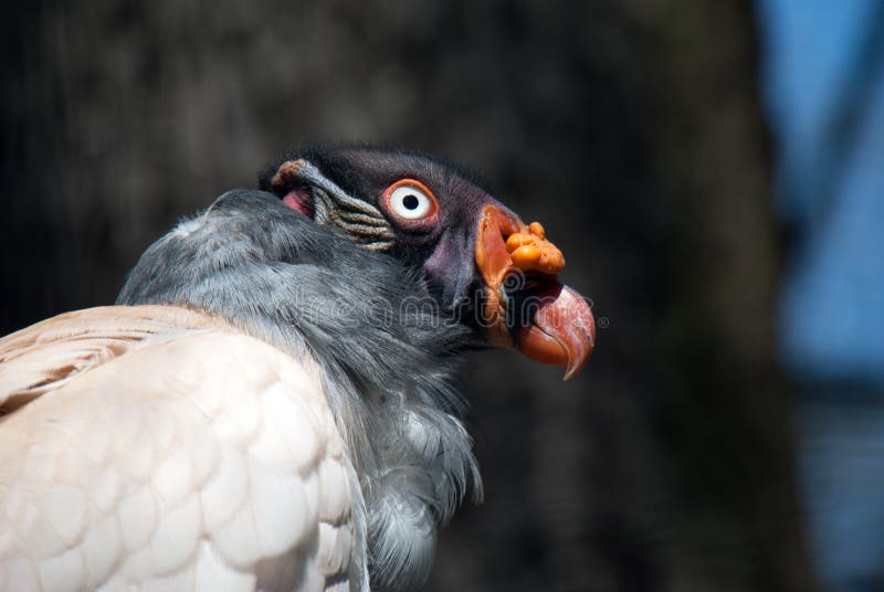 Portrait d'un oiseau de vautour de roi photos stock Portrait d'un oiseau de vautour de roi photos stock