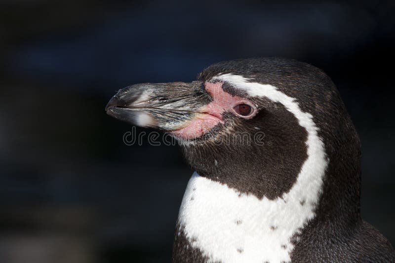 Portrait d'un pinguin de Humboldt photos stock Portrait d'un pinguin de Humboldt photos stock