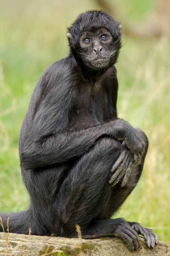 Portrait d'un singe araignée noire colombien photo stock
