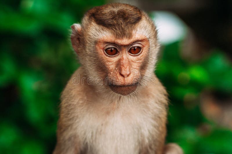 Selfie Monkey : quand la justice prive un singe de ses droits d'auteur 
