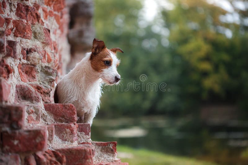 Portrait d'un terrier de Jack Russell dehors Un chien sur une promenade en parc photographie stock libre de droits Portrait d'un terrier de Jack Russell dehors Un chien sur une promenade en parc photographie stock libre de droits