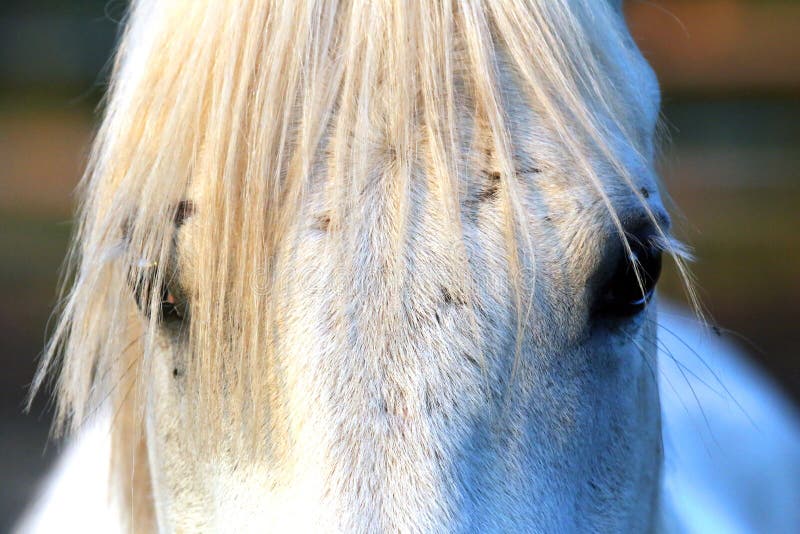 Portrait d'un étalon Arabe gris de race Plan rapproch? d'un jeune cheval de race Cheval Arabe de jeune shagya de race posant à image libre de droits Portrait d'un étalon Arabe gris de race Plan rapproch? d'un jeune cheval de race Cheval Arabe de jeune shagya de race posant à image libre de droits