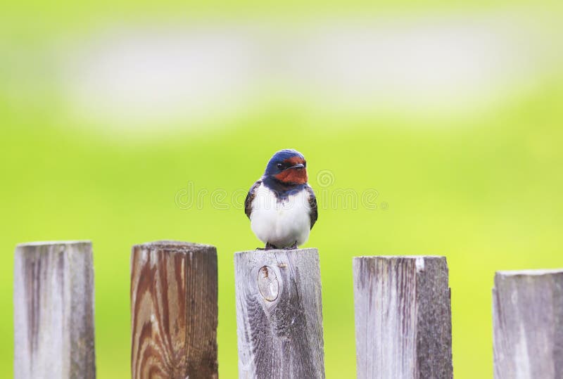 Portrait of a cute bird barn swallow sitting on an old wooden fence in the summer. Portrait of a cute bird barn swallow sitting on an old wooden fence in the summer