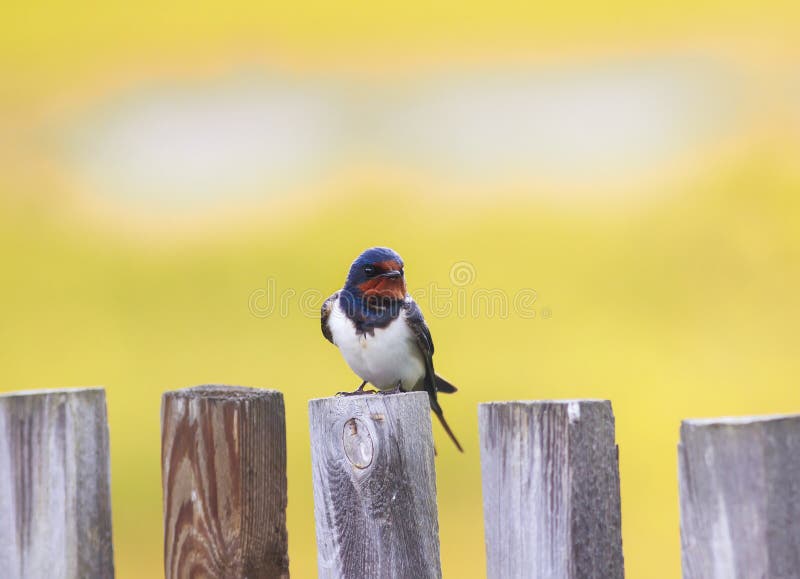 Portrait of a cute bird barn swallow sitting on an old wooden fence in the summer sun. Portrait of a cute bird barn swallow sitting on an old wooden fence in the summer sun