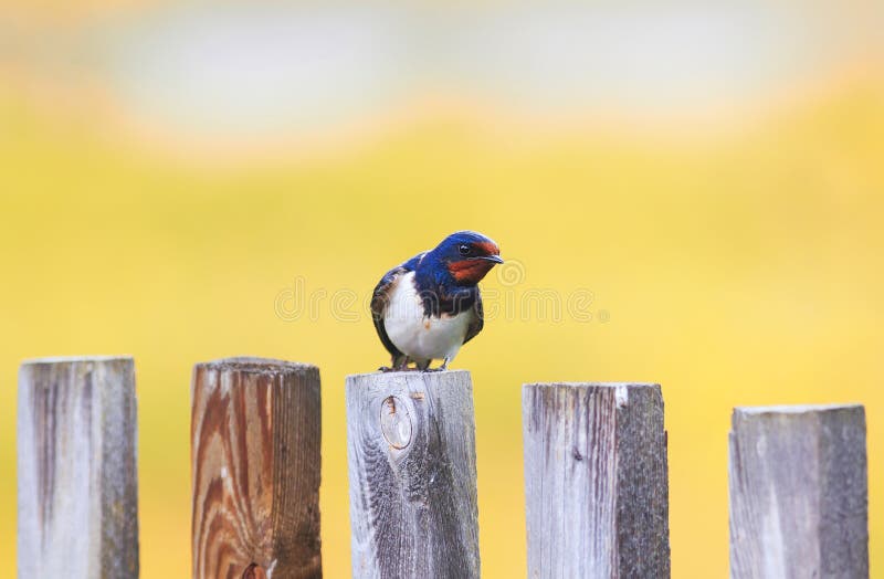 Portrait of a cute bird barn swallow sitting on an old wooden fence in the summer sun. Portrait of a cute bird barn swallow sitting on an old wooden fence in the summer sun