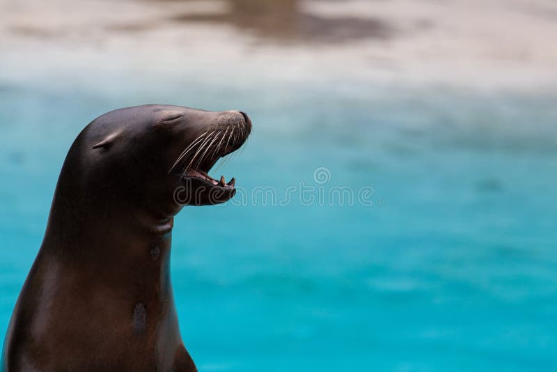 Horizontal pic of a sea lion. Horizontal pic of a sea lion