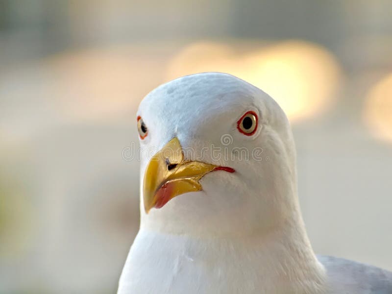 Portrait d'une t?te adulte de mouette photographie stock Portrait d'une t?te adulte de mouette photographie stock