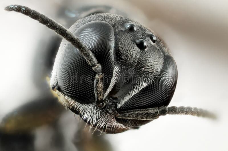Portrait d'une tête d'un petit insecte noir images libres de droits Portrait d'une tête d'un petit insecte noir images libres de droits