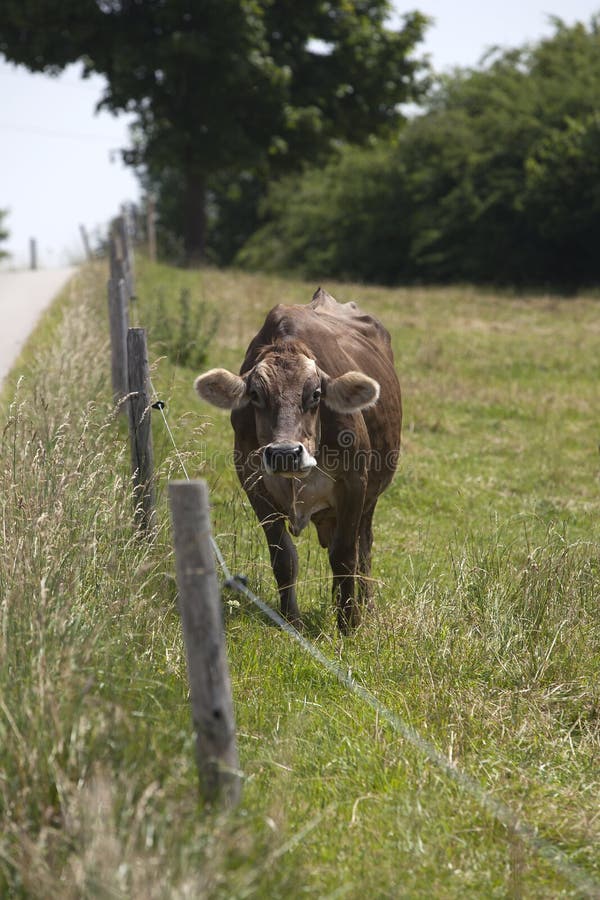Portrait d'une vache à rendement élevé images stock