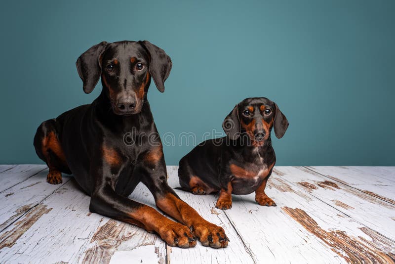 Portrait of a Dachshunds and a Doberman Stock Image - Image of brown ...
