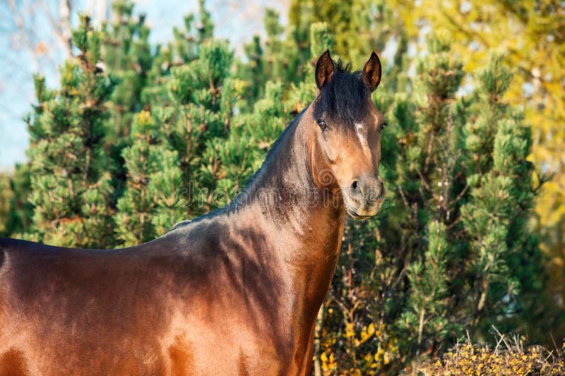 Portrait of dark bay sportive welsh pony stallion