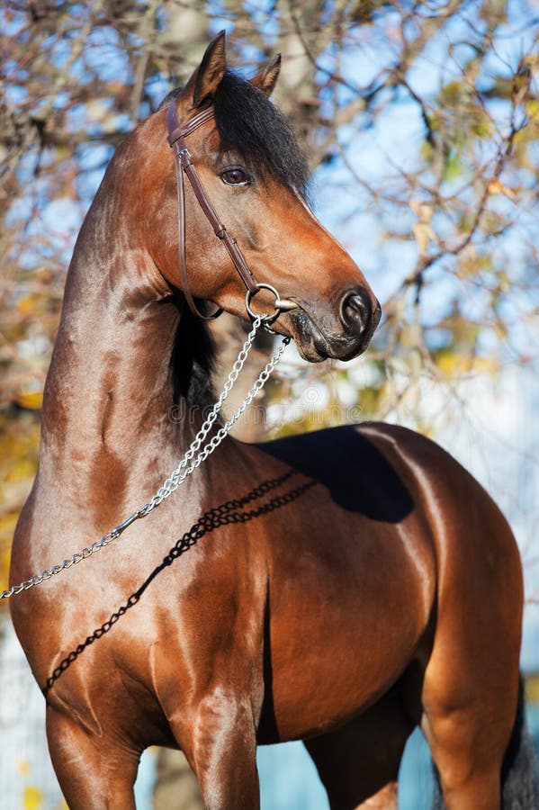 Portrait of dark bay sportive welsh pony stallion