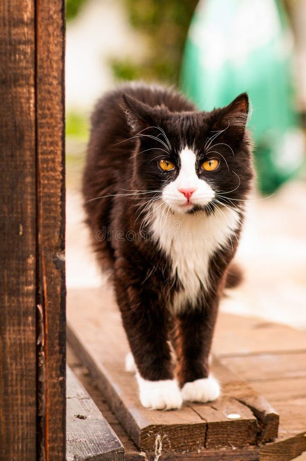 Portrait Of A Dark  Brown  Cat  Stock Image Image of 