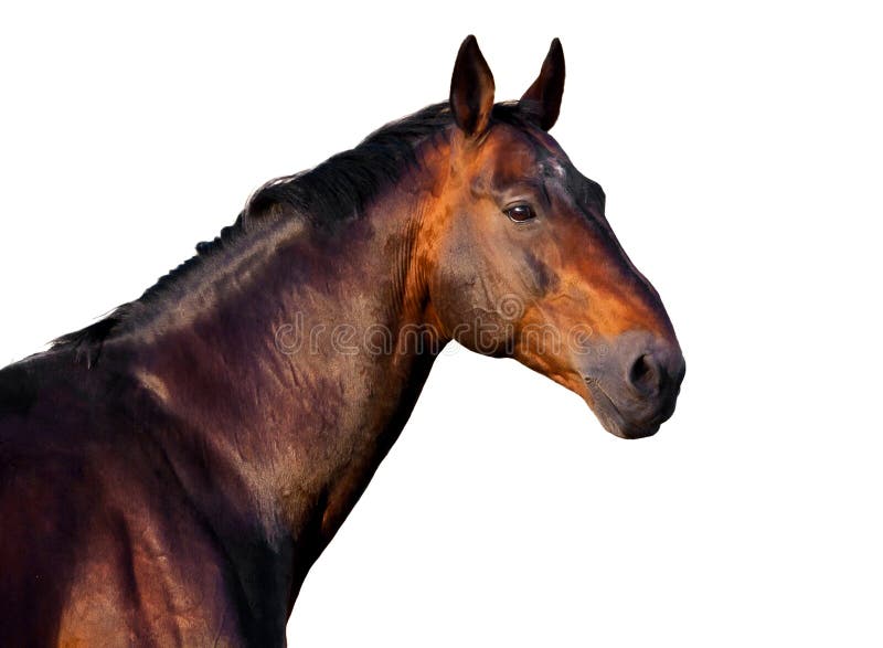 Portrait Of A Dark Brown Horse On A White Background Stock Image