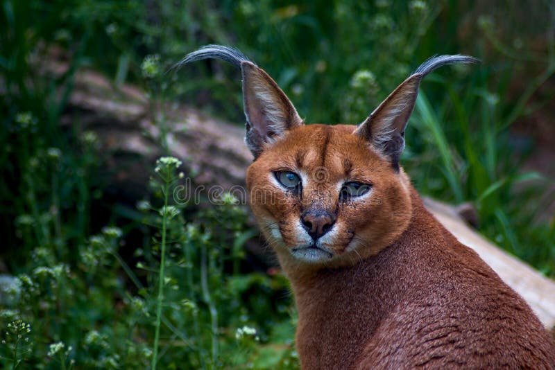 lynx d afrique en 7 lettres