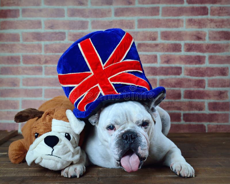 Portrait de chapeau de bouledogue français avec le drapeau du Royaume-Uni image libre de droits Portrait de chapeau de bouledogue français avec le drapeau du Royaume-Uni image libre de droits