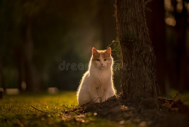 Portrait de chat se reposant par un arbre dans un jardin en parc vert de ville sur un fond vert, éclairé à contre-jour du soleil image libre de droits Portrait de chat se reposant par un arbre dans un jardin en parc vert de ville sur un fond vert, éclairé à contre-jour du soleil image libre de droits