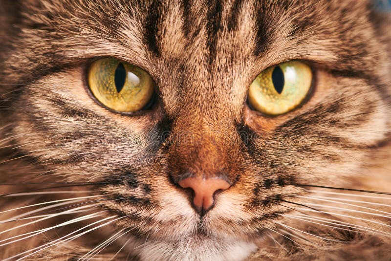 Portrait De Chat Tabby Avec Grand Yeux Vert Jaune Grand Nez Rose Haut Pays Ecossais Pli Chat Visage Macro Image Stock Image Du Pedigree Caractere