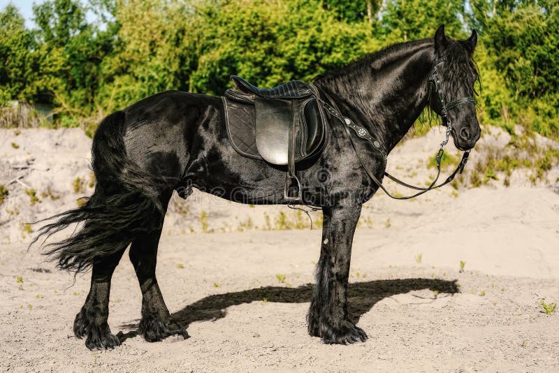 1 614 Cheval Frison Noir Photos Libres De Droits Et Gratuites De Dreamstime 1 614 Cheval Frison Noir Photos Libres De Droits Et Gratuites De Dreamstime