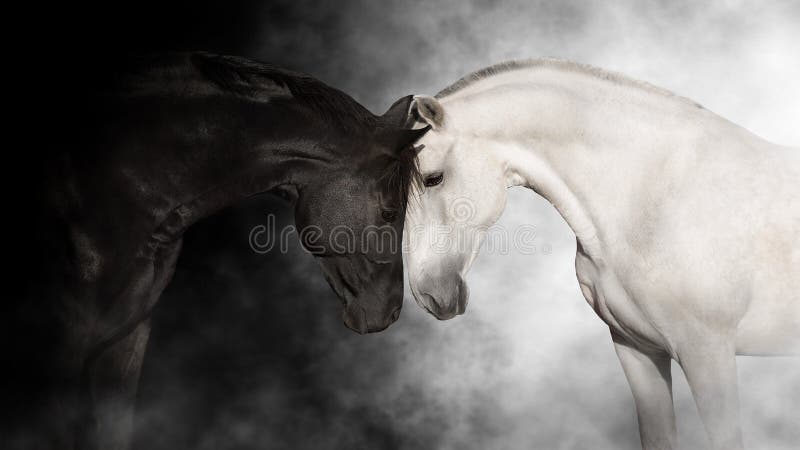 Portrait de cheval noir et blanc