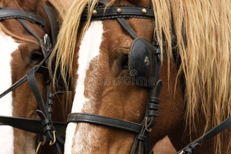 Portrait de chevaux avec la fin d'équipement image libre de droits Portrait de chevaux avec la fin d'équipement image libre de droits
