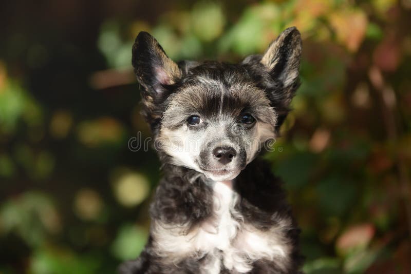 Portrait de chien crêté chinois noir powderpuff mignon dans la forêt d'automne. Image de beau chiot pelucheux photos stock