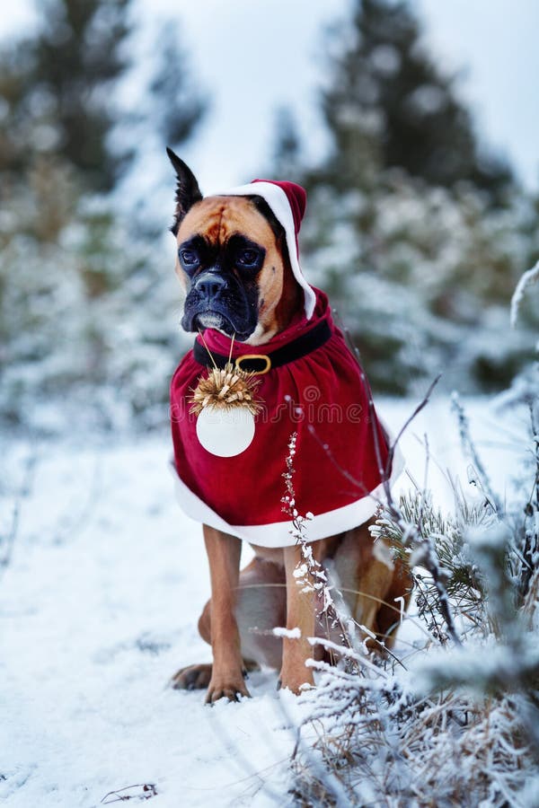 Portrait de chien dans le costume de Santa sur le fond des arbres de Noël images libres de droits Portrait de chien dans le costume de Santa sur le fond des arbres de Noël images libres de droits