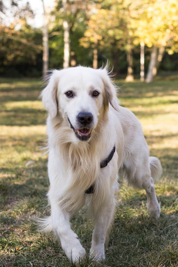 Portrait de chien de golden retriever - photo libre de droits Portrait de chien de golden retriever - photo libre de droits
