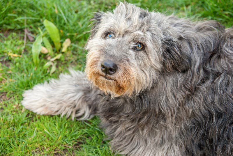 Portrait de chien gris hirsute image libre de droits Portrait de chien gris hirsute image libre de droits