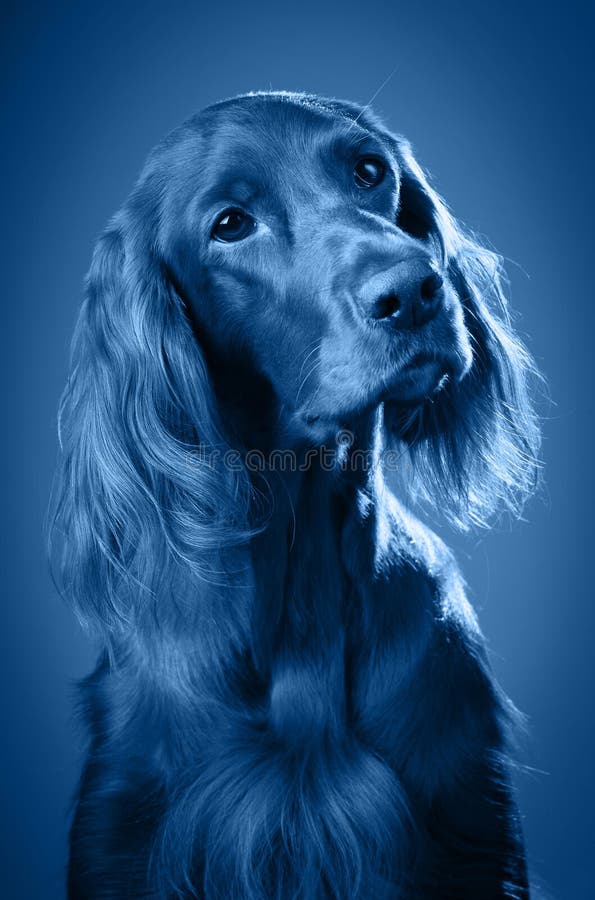 Portrait de chien Page de coloration pour la couleur de 2020 image stock Portrait de chien Page de coloration pour la couleur de 2020 image stock