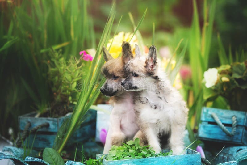 Portrait de deux chiens crêtés chinois mignon powderpuff assis sur le parterre. Image de beaux chiots pelucheux photo stock