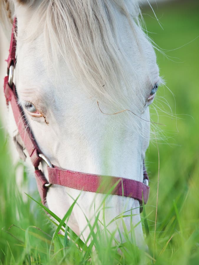 Portrait of grazing cremello welsh pony at pasture. close up. Portrait of grazing cremello welsh pony at pasture. close up.