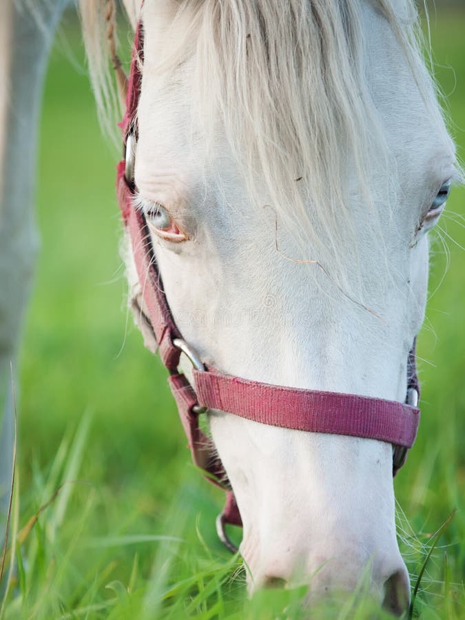 Portrait of grazing cremello welsh pony at pasture. close up. Portrait of grazing cremello welsh pony at pasture. close up.