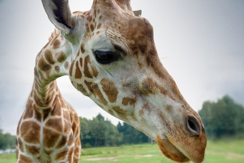 Portrait de girafe devant le ciel bleu, regardant la caméra Camelopardalis de Giraffa photo stock Portrait de girafe devant le ciel bleu, regardant la caméra Camelopardalis de Giraffa photo stock