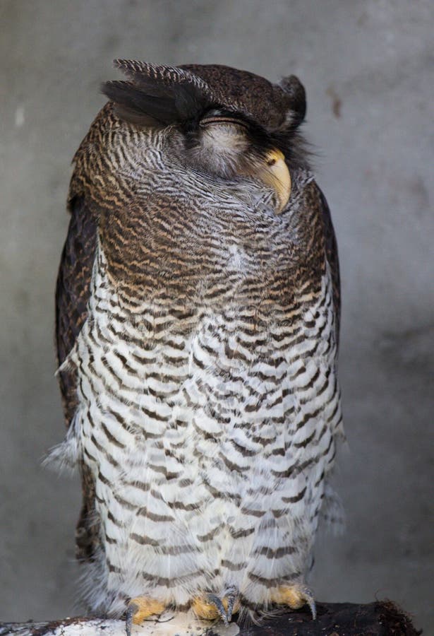 Chat Qui Dort Sur Le Rebord De La Fenetre Barre Photo Stock Image Du Sommeil Prison Chat Qui Dort Sur Le Rebord De La Fenetre Barre Photo Stock Image Du Sommeil Prison