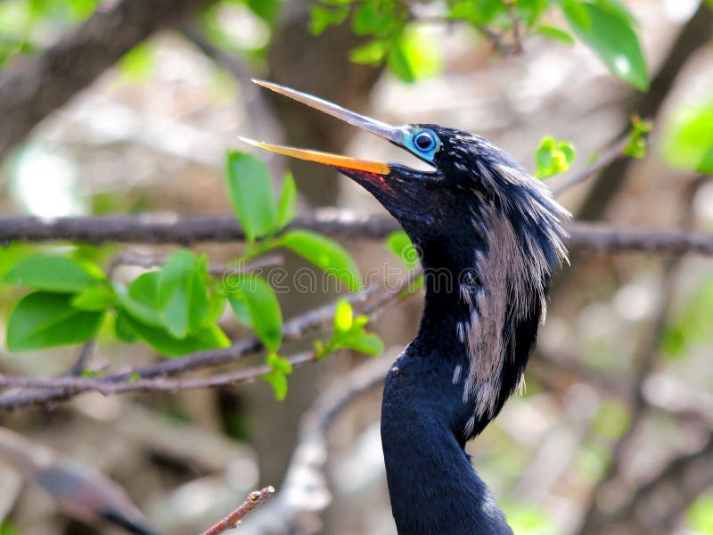 Portrait de l'anhinga masculin sur la branche d'arbre images libres de droits Portrait de l'anhinga masculin sur la branche d'arbre images libres de droits