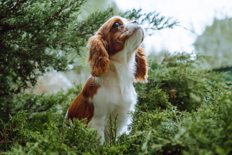 Portrait of proud Cavalier King Charles Spaniel puppy with red and white fur sitting in juniper outdoor. Curious doggy kid looking to sky and wondering sunny summer day. Portrait of proud Cavalier King Charles Spaniel puppy with red and white fur sitting in juniper outdoor. Curious doggy kid looking to sky and wondering sunny summer day.