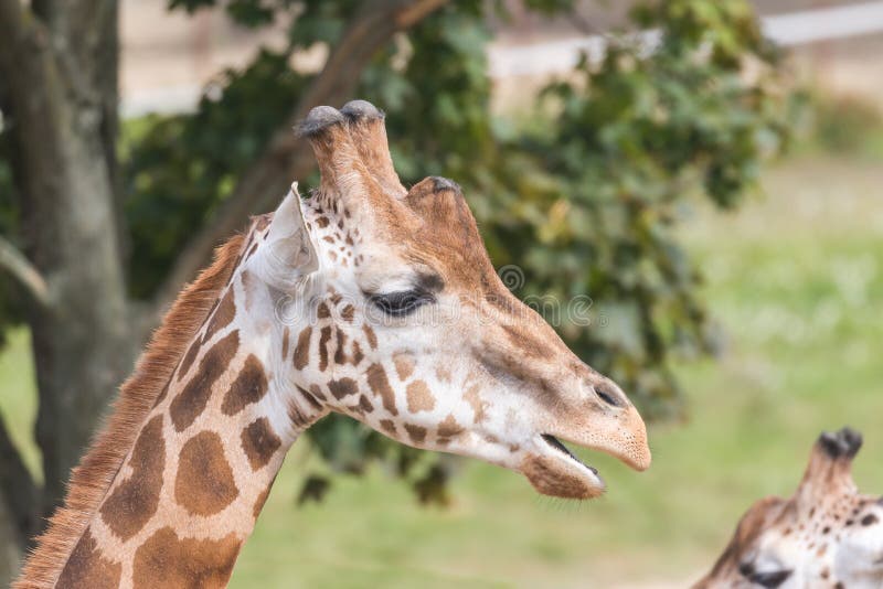 Side view of the Rothschild Giraffe with open mouth. Side view of the Rothschild Giraffe with open mouth