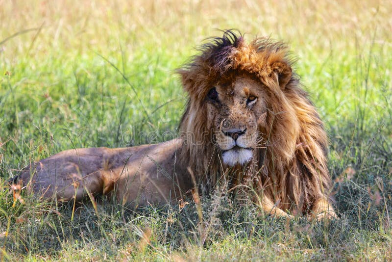 Portrait de le lion appelé balafré images stock Portrait de le lion appelé balafré images stock